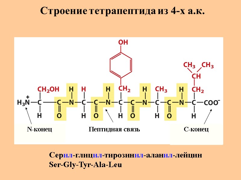 Строение тетрапептида из 4-х а.к. N-конец C-конец Пептидная связь Серил-глицил-тирозинил-аланил-лейцин Ser-Gly-Tyr-Ala-Leu